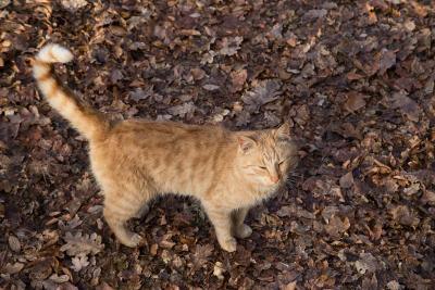 Прикрепленное изображение: CbvNgERE7j4.jpg